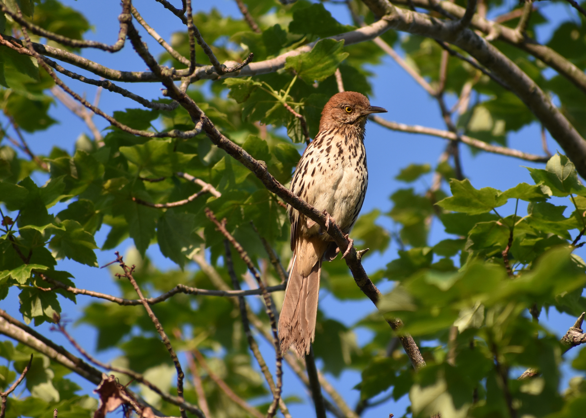Exploring Birds How to attract Brown Thrasher